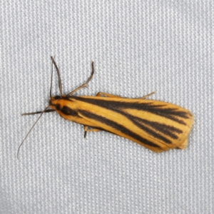 Phaeophlebosia furcifera at O'Connor, ACT - 5 Feb 2023 09:00 PM