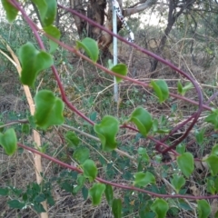 Anredera cordifolia (Madeira Vine) at Point Hut to Tharwa - 6 Feb 2023 by MichaelBedingfield