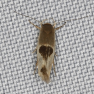 Stathmopoda megathyma at O'Connor, ACT - 5 Feb 2023 09:21 PM