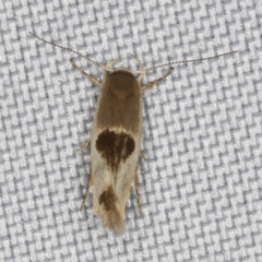 Stathmopoda megathyma at O'Connor, ACT - 5 Feb 2023 09:21 PM