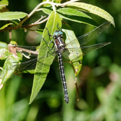 Eusynthemis guttata (Southern Tigertail) at Cotter River, ACT - 5 Feb 2023 by DPRees125