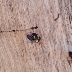 Hylaeus (Euprosopis) honestus at Murrumbateman, NSW - 6 Feb 2023 05:53 PM