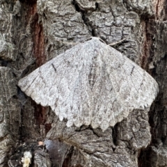 Crypsiphona ocultaria (Red-lined Looper Moth) at Ainslie, ACT - 4 Feb 2023 by Pirom