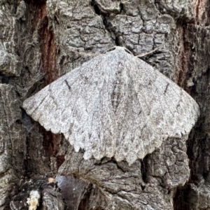 Crypsiphona ocultaria at Ainslie, ACT - 4 Feb 2023