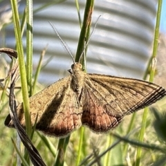 Scopula rubraria (Reddish Wave, Plantain Moth) at Booth, ACT - 5 Feb 2023 by Pirom