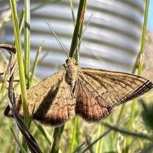 Scopula rubraria at Booth, ACT - 5 Feb 2023 05:25 PM