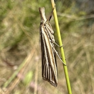 Hednota species near grammellus at Booth, ACT - 5 Feb 2023 01:53 PM