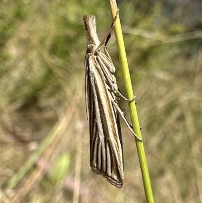 Hednota species near grammellus (Pyralid or snout moth) at Booth, ACT - 5 Feb 2023 by Pirom