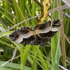 Chrysolarentia lucidulata (Lucid Carpet) at Booth, ACT - 5 Feb 2023 by Pirom