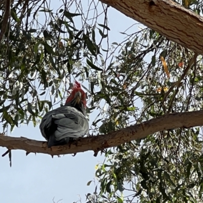 Callocephalon fimbriatum (Gang-gang Cockatoo) at Pialligo, ACT - 5 Feb 2023 by JimL