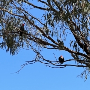 Callocephalon fimbriatum at Pialligo, ACT - 6 Feb 2023