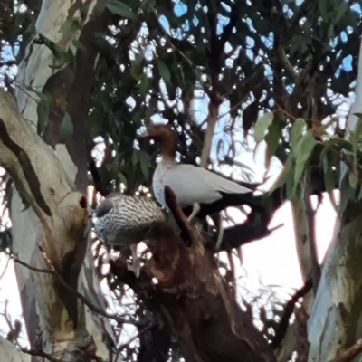 Chenonetta jubata (Australian Wood Duck) at Fowles St. Woodland, Weston - 4 Aug 2022 by BJR