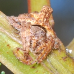 Dolophones turrigera (Turret spider) at Stromlo, ACT - 5 Feb 2023 by Harrisi