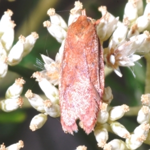 Garrha leucerythra at O'Connor, ACT - 5 Feb 2023