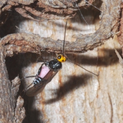 Braconidae (family) (Unidentified braconid wasp) at Stromlo, ACT - 5 Feb 2023 by Harrisi