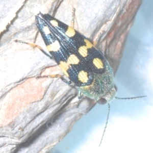 Astraeus (Astraeus) samouelli at Stromlo, ACT - 5 Feb 2023