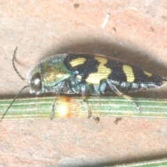 Astraeus (Astraeus) samouelli at Stromlo, ACT - 5 Feb 2023