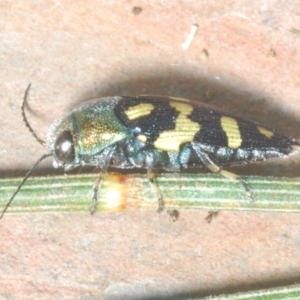 Astraeus (Astraeus) samouelli at Stromlo, ACT - 5 Feb 2023