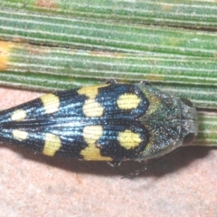 Astraeus (Astraeus) samouelli at Stromlo, ACT - 5 Feb 2023