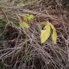 Acer negundo (Box Elder) at Fadden, ACT - 5 Feb 2023 by KumikoCallaway