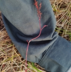 Rumex acetosella (Sheep Sorrel) at Fadden, ACT - 5 Feb 2023 by KumikoCallaway