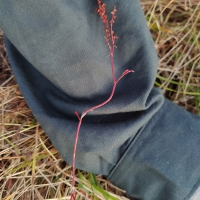 Rumex acetosella (Sheep Sorrel) at Fadden, ACT - 5 Feb 2023 by KumikoCallaway