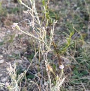 Vittadinia gracilis at Fadden, ACT - 5 Feb 2023