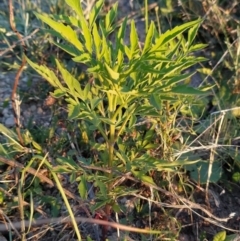 Bidens subalternans (Greater Beggars Ticks) at Fadden, ACT - 4 Feb 2023 by KumikoCallaway