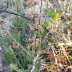 Salvia verbenaca var. verbenaca (Wild Sage) at Wanniassa Hill - 4 Feb 2023 by KumikoCallaway