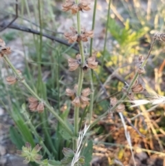 Salvia verbenaca var. verbenaca (Wild Sage) at Fadden, ACT - 5 Feb 2023 by KumikoCallaway