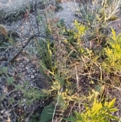 Salvia verbenaca var. verbenaca at Fadden, ACT - 5 Feb 2023 06:38 AM