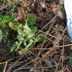 Bidens pilosa (Cobbler's Pegs, Farmer's Friend) at Fadden, ACT - 5 Feb 2023 by KumikoCallaway