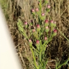 Erigeron bonariensis (Flaxleaf Fleabane) at Wanniassa Hill - 4 Feb 2023 by KumikoCallaway