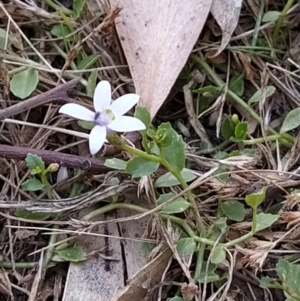 Isotoma fluviatilis subsp. australis at Fadden, ACT - 5 Feb 2023