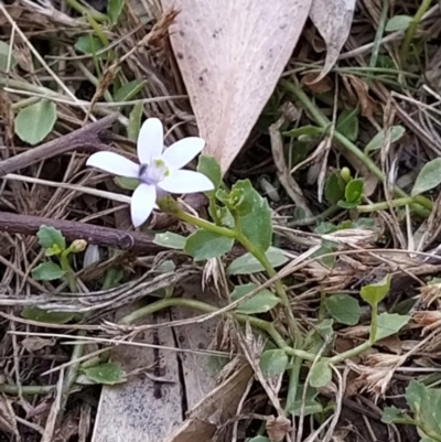 Isotoma fluviatilis subsp. australis (Swamp Isotome) at Wanniassa Hill - 4 Feb 2023 by KumikoCallaway