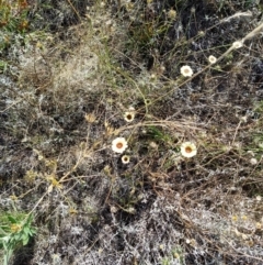 Tolpis barbata (Yellow Hawkweed) at Fadden, ACT - 5 Feb 2023 by KumikoCallaway