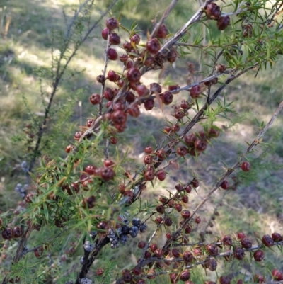 Leptospermum continentale (Prickly Teatree) at Fadden, ACT - 4 Feb 2023 by KumikoCallaway