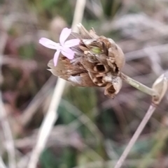 Petrorhagia sp. at Fadden, ACT - 5 Feb 2023 by KumikoCallaway