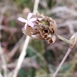 Petrorhagia sp. at Fadden, ACT - 6 Feb 2023