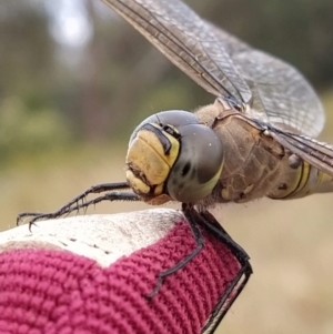 Anax papuensis at Fadden, ACT - 6 Feb 2023 07:08 AM