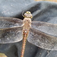 Hemianax papuensis at Fadden, ACT - 6 Feb 2023