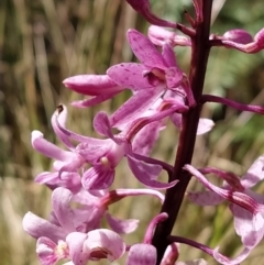 Dipodium roseum (Rosy Hyacinth Orchid) at Paddys River, ACT - 5 Feb 2023 by KumikoCallaway