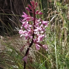 Dipodium roseum at Paddys River, ACT - suppressed