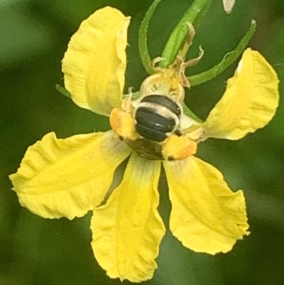 Lipotriches (Austronomia) phanerura (Halictid Bee) at Dulwich Hill, NSW - 14 Jan 2023 by JudeWright