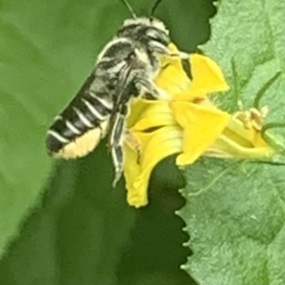 Megachile (Eutricharaea) serricauda (Leafcutter bee, Megachilid bee) at Dulwich Hill, NSW - 14 Jan 2023 by JudeWright