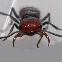 Ephutomorpha sp. (genus) by TimL