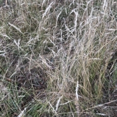 Rytidosperma sp. (Wallaby Grass) at Emu Creek - 7 Feb 2023 by jgiacon