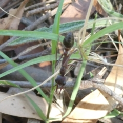 Myrmecia sp. (genus) (Bull ant or Jack Jumper) at Belconnen, ACT - 6 Feb 2023 by jgiacon