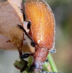Ecnolagria grandis (Honeybrown beetle) at Namadgi National Park - 3 Feb 2023 by AJB