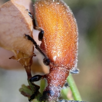 Ecnolagria grandis (Honeybrown beetle) at Booth, ACT - 3 Feb 2023 by AJB